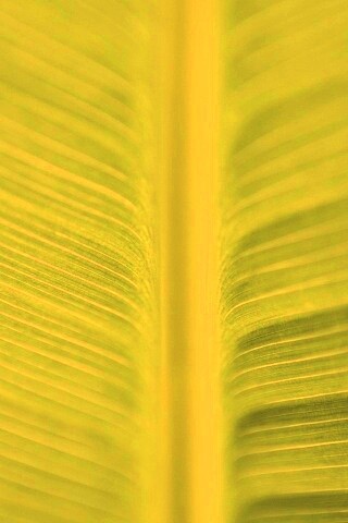 Макро фото листа обои