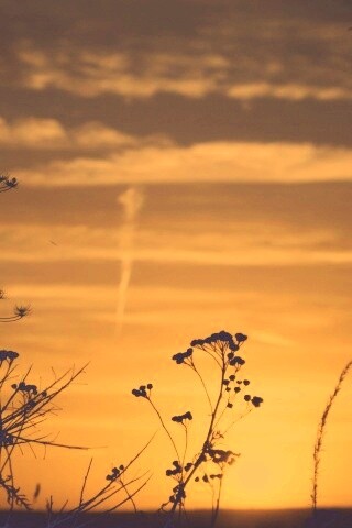 Степной закат обои