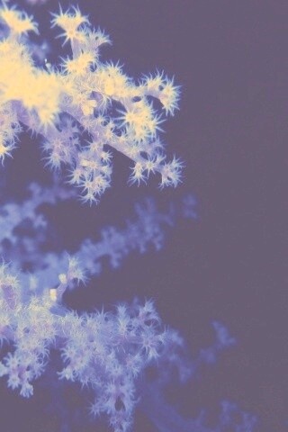 Кораллы обои