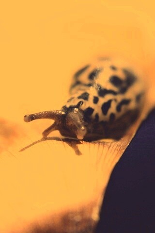 Ползущая улитка обои