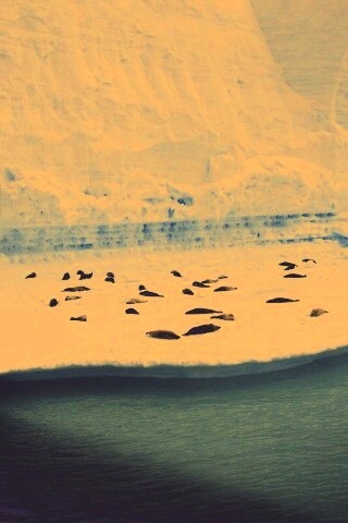 Лежбище тюленей обои