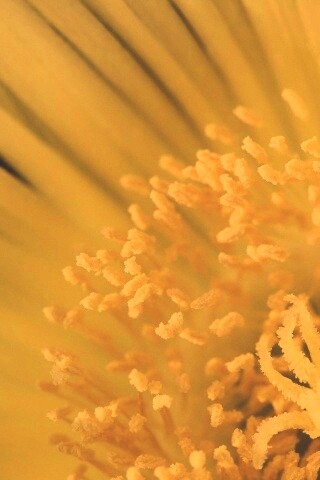 Желтый цветок обои