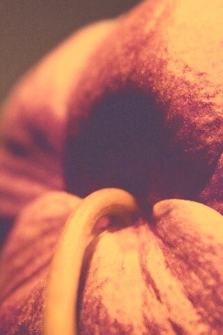 Розовый стебель обои