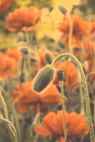 Бутон среди цветов обои