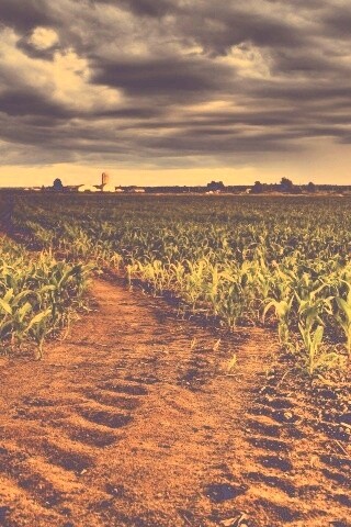 Кукурузное поле у фермы обои