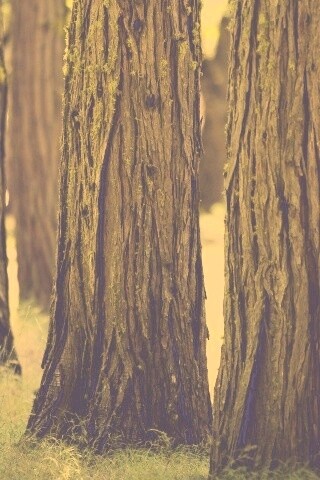 Стволы деревьев  обои