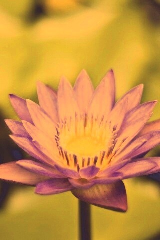 Фиолетовый цветок обои