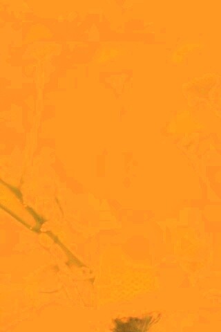 Летние цветы в лучах света обои