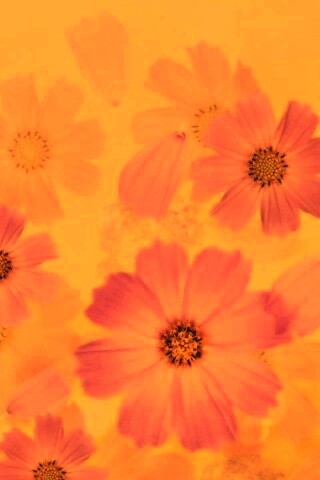 Цветочки обои