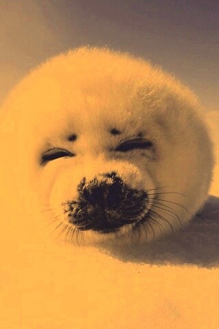 Тюлень-колобок обои