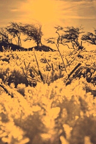 Утренний мороз обои