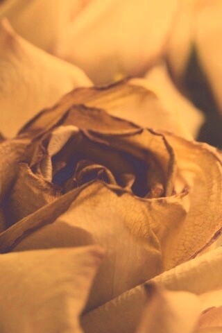 Увядающая роза обои