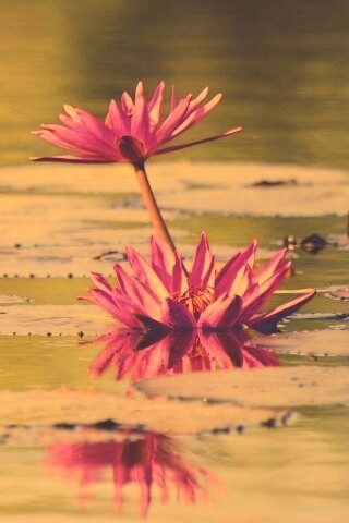 Цветущие кувшинки обои