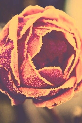 Роза в иние обои