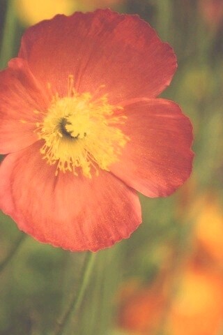 Красивый красный цветок обои