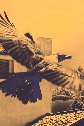 Полёт ворона обои