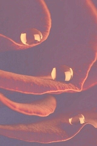 Капли росы на лепестках розы обои