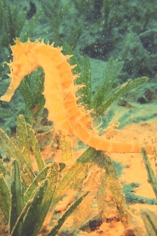 Морской конек обои