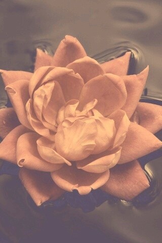 Красивый цветок на воде обои