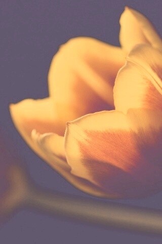 Тюльпаны в темноте обои