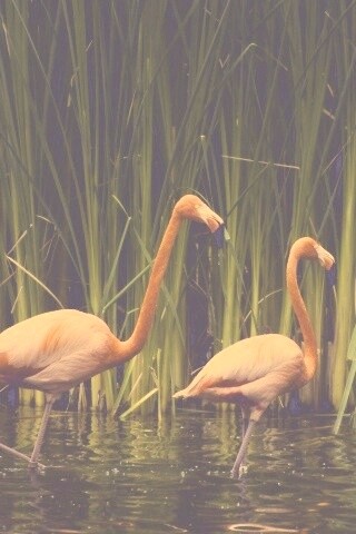 Красивые розовые фламинго на озере обои