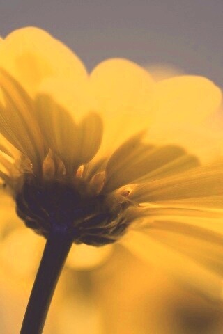 Макро-фото желтого цветка обои