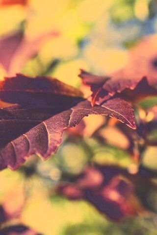 Красивые осенние листья в баговых цветах обои