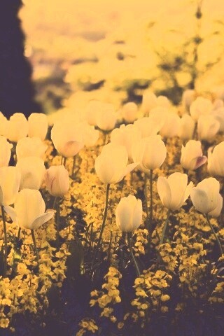 Белые тюльпаны обои