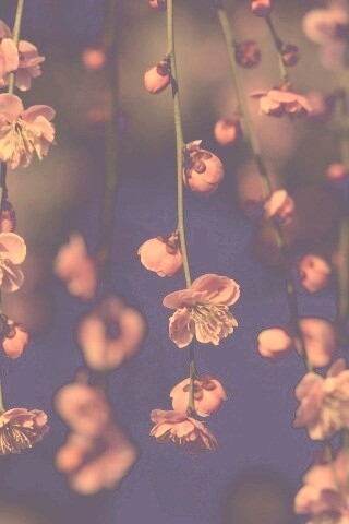 Веточки цветущего дерева обои