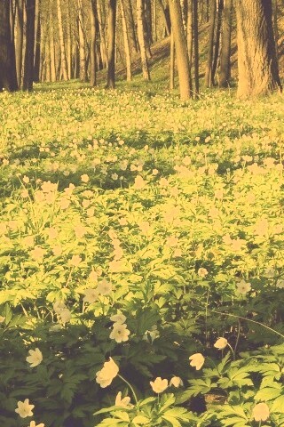 Поляна весенних цветов обои