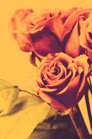 Букет розовых роз обои