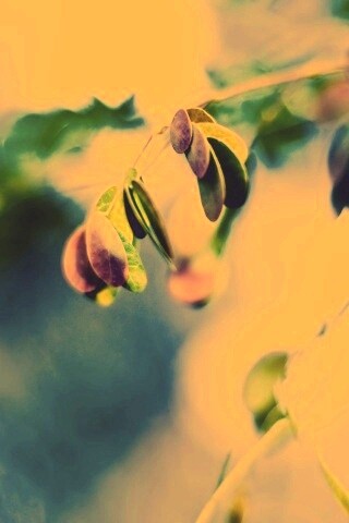 Фиолетовые листья обои