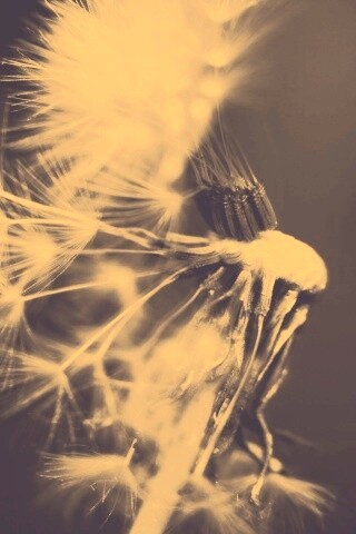 Сдутый одуванчик обои