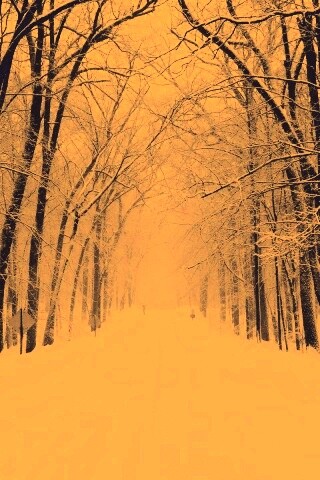 Дорога зимой в парке обои