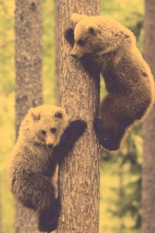 Медвежата обои
