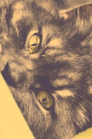 Глаза и уши обои