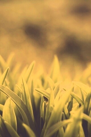 Сочная нежная трава обои