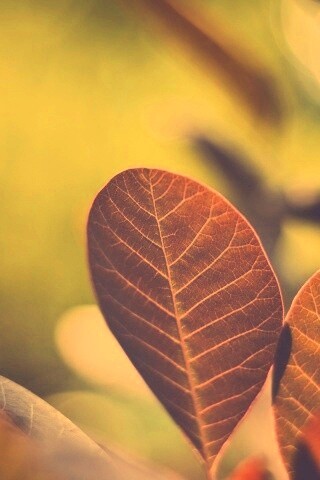 Красные листья обои