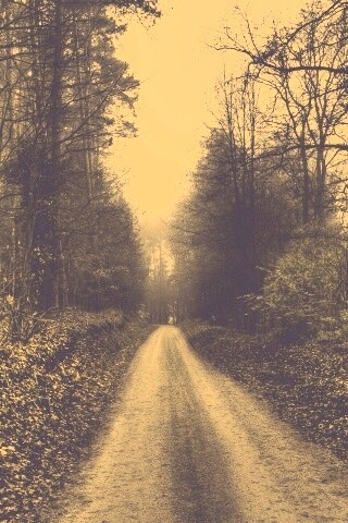 Лесная дорога обои