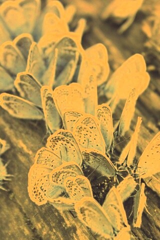 Голубые бабочки обои