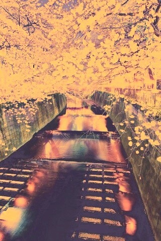 Река и цветение сакуры обои