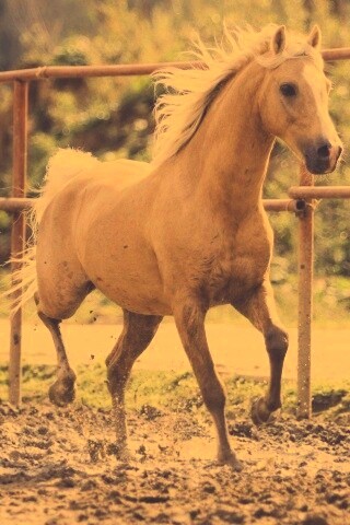 Молодая лошадь в загоне обои