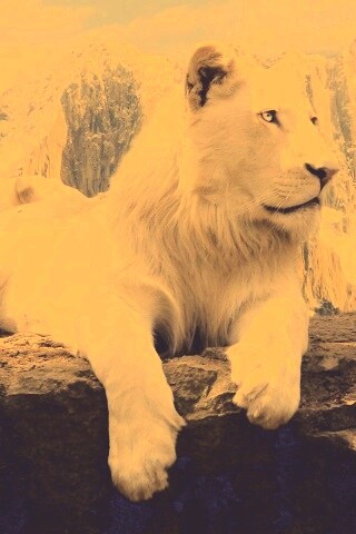 Белый лев обои