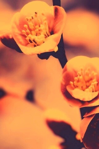 Великолепный цветок обои