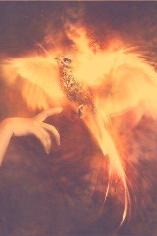 Феникс обои