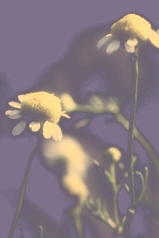 Стремный лепестун обои