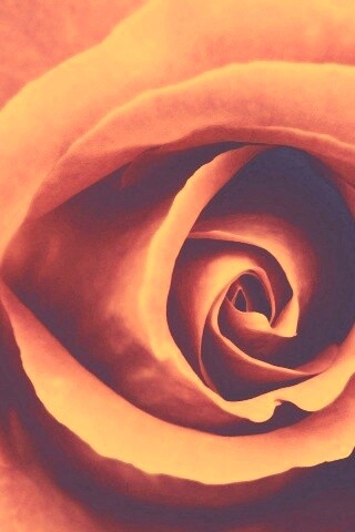 Красивая розовая роза обои