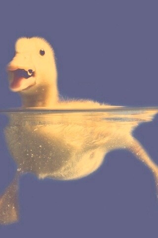 Утёнок в воде обои