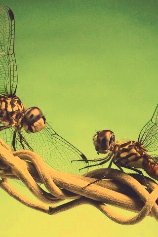 Две стрекозы обои