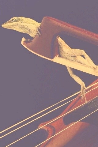 Ящерка на виолончели обои